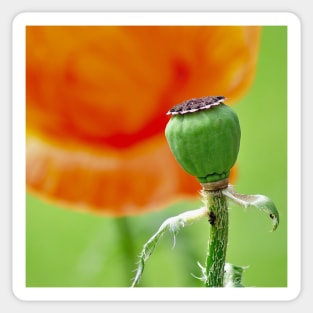 Poppy Seed Pod No Petals Sticker